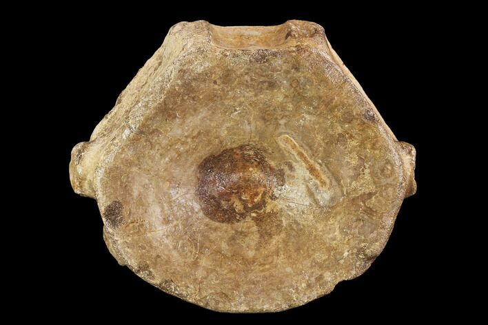 Nice, Ichthyosaurus (Brachypterigus) Vertebra - England #94364